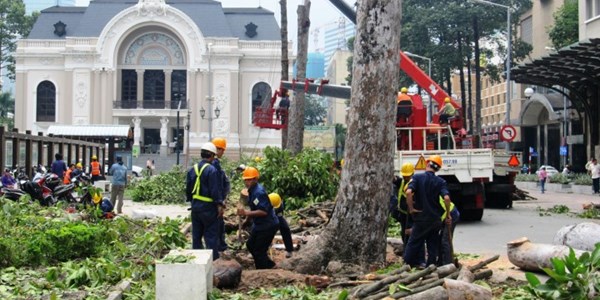 Nhiều cây cổ thụ trước Nhà hát TP.HCM bị đốn hạ để chuẩn bị cho việc thi công nhà ga ngầm của tuyến metro số 1 (Bến Thành - Suối Tiên).