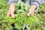 Những người không nên ăn rau muống, rau ngót và rau dền?