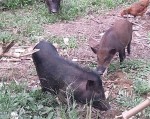 Đặc sản lợn rừng ăn tăng trọng, uống thuốc ngủ chờ Tết