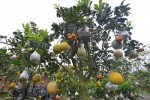 Trái cây độc, lạ đổ bộ chợ Tết