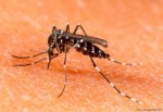 Virus Zika có tại Nga-Trung Quốc, Việt Nam tình trạng báo động