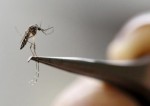 Những bất thường của thai nhi bị nhiễm virus Zika