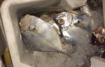 Phát hiện 4 tấn cá chết đang trên đường vào Hà Nội