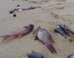 Nguyên nhân cá chết chết ở miền Trung là do nước thải nhà máy Formosa