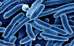 Cảnh báo: Sẽ xuất hiện thêm nhiều trường hợp nhiễm siêu vi khuẩn kháng mọi loại kháng sinh ở Mỹ