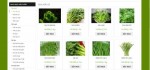 Loạn giá rau hữu cơ: Hàng rau sạch bóc mẽ nhau