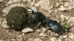 Bào chế thuốc tráng dương từ bọ hung: Coi chừng thêm bệnh