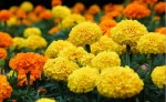 Cúc vạn thọ: Loài hoa làm thuốc chữa bệnh cực hiệu quả