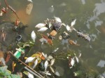 Huế: Cá chết trắng trên sông An Cựu