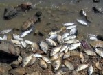 Quảng Nam: Gần 10 tấn cá chết chưa rõ nguyên nhân