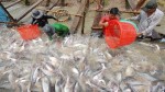 Thương lái Trung Quốc giảm mua, giá cá tra giảm mạnh