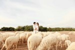 Đồng cừu ở Bà Rịa - điểm check-in hot cuối tuần