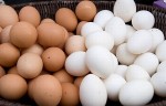 Sự khác nhau giữa trứng gà trắng và nâu
