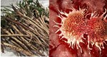 Tin chấn động: Các nhà khoa học đã tìm ra được loại rễ cây có thể giết chết 98% tế bào ung thư