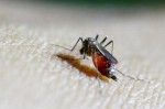 cach-nhan-biet-muoi-mang-virus-zika