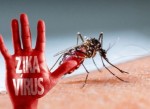 phong-virus-zika-voi-8-loai-cay-de-trong-nhung-duoi-muoi-hieu-qua