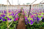 5 vườn hoa nổi tiếng nhất Hà Nội dịp giáp Tết