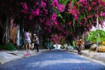 Đi trên những cung đường hoa giấy “đẹp nhất Việt Nam“
