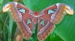 Xôn xao về những con bướm khổng lồ ở miền Tây Nam Bộ