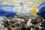 Australia cấm nhập khẩu tôm châu Á, DN Việt gặp khó