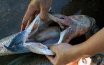 Chuyên gia thực phẩm: Nếu gặp 7 loại cá này, bạn tuyệt đối không nên mua về ăn