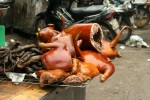 Ăn thịt chó tiềm ẩn nguy cơ mắc bệnh dại, tử vong