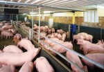 Giá lợn hơi có vùng chỉ còn 10.000 đồng/kg vẫn không ai mua