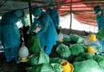 Dịch cúm gia cầm H5N1 tấn công Bạc Liêu