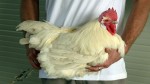 Tại sao loại thịt gà này giá ‘đắt khét’, lên tới 1 triệu đồng/kg?