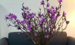 Sự thật về hoa đỗ quyên ngủ đông - 'cành củi khô' bị tẩm hóa chất?