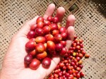 Giá nông sản hôm nay 16/3: Giá cà phê tiêu cực, dự báo giá tiêu tiếp tục giảm