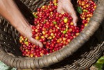 Giá nông sản hôm nay 7/3: Sau ngày đứng yên, giá cà phê vọt tăng, giá tiêu ít biến động
