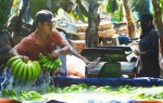 Giá tăng mạnh, thương lái Trung Quốc về tận vườn Đồng Nai mua chuối