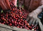 Giá nông sản hôm nay 4/4: Giá cà phê vượt lên mốc 37.000 đồng/kg, giá tiêu đứng yên