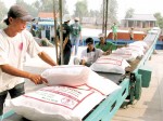 Giá gạo xuất khẩu 