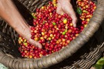 Giá nông sản hôm nay 12/6: Giá cà phê tăng 200-400 đ/kg, giá tiêu ở mức thấp