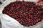 Giá nông sản hôm nay 12/7: Giá cà phê đột ngột giảm “sốc“, giá tiêu không đổi