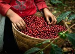 Giá nông sản hôm nay 24/7: Giá cà phê tăng nhẹ, người Việt chỉ ăn 5% hồ tiêu