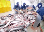 Xuất khẩu cá tra gặp khó ở nhiều thị trường, Trung Quốc là cứu cánh