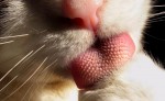 Phát hiện điều khó tin về lưỡi mèo khiến nhiều người khiếp đảm