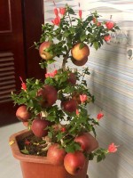 tao-bonsai-trung-quoc-trieu-dongcay-tet-2018-nguoi-ban-tiet-lo-su-that-soc