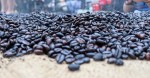 Nửa tháng thu gần 300 triệu USD, nông dân bán cà phê 'ăn Tết to'