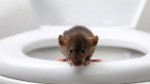 Đi toilet bị chuột cắn, một người phải nhập viện vì suy đa cơ quan