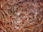 Cách phân biệt lươn nuôi, lươn đồng và những điều nhất định phải biết khi ăn lươn