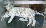 Bật mí chuyện sinh đẻ của hổ trắng quý hiếm ở Thảo Cầm Viên
