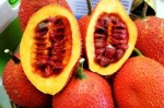 Những sai lầm khi ăn quả gấc có thể gây độc