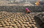 Bánh phân bò 17.000 đồng/cái 'cháy hàng' ở Ấn Độ 