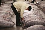 Vì sao cá ngừ Nhật có giá hàng triệu USD?