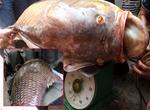 TP HCM: Dân bắt cá hô khổng lồ nặng 130 kg bán gần 200 triệu đồng