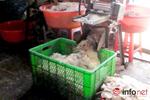 Thu giữ hơn 500 kg da heo không nguồn gốc tại cơ sở sản xuất “chui”